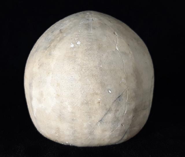 Echinocorys scutata (LESKE 1778) - Bild © FossNet FossilienStore